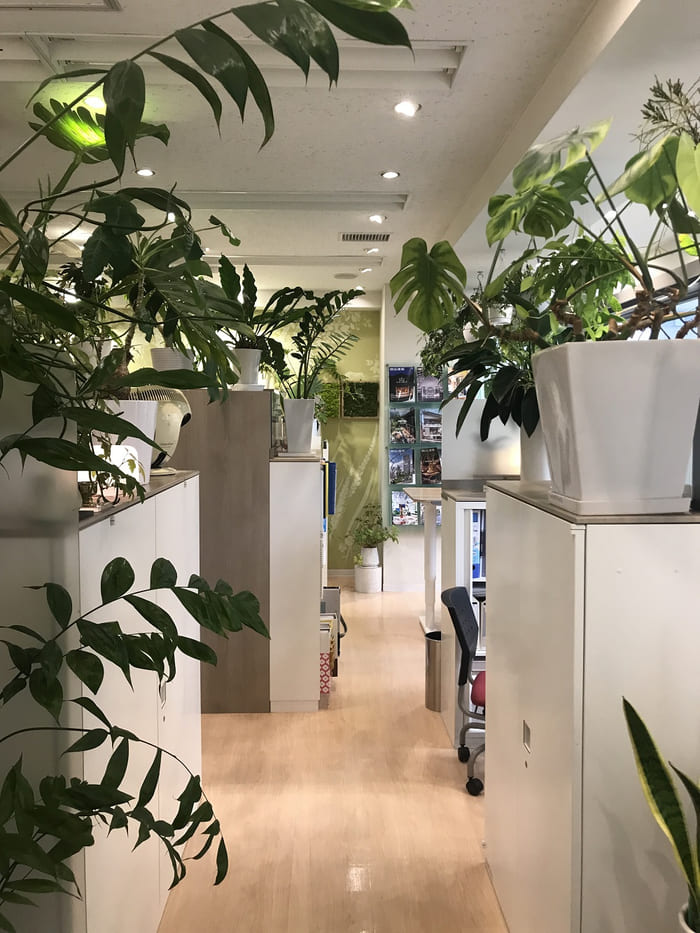 穿过植物的走道